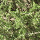 Image of tropical desert-thorn