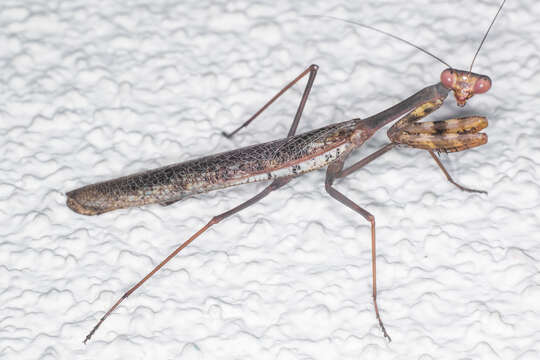 Image of California Mantis