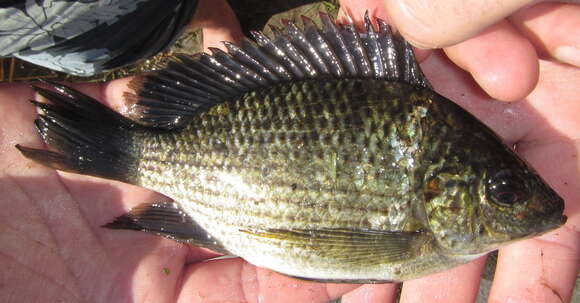 Image of Banded bream