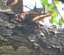 Charaxes brutus natalensis Staudinger 1886的圖片