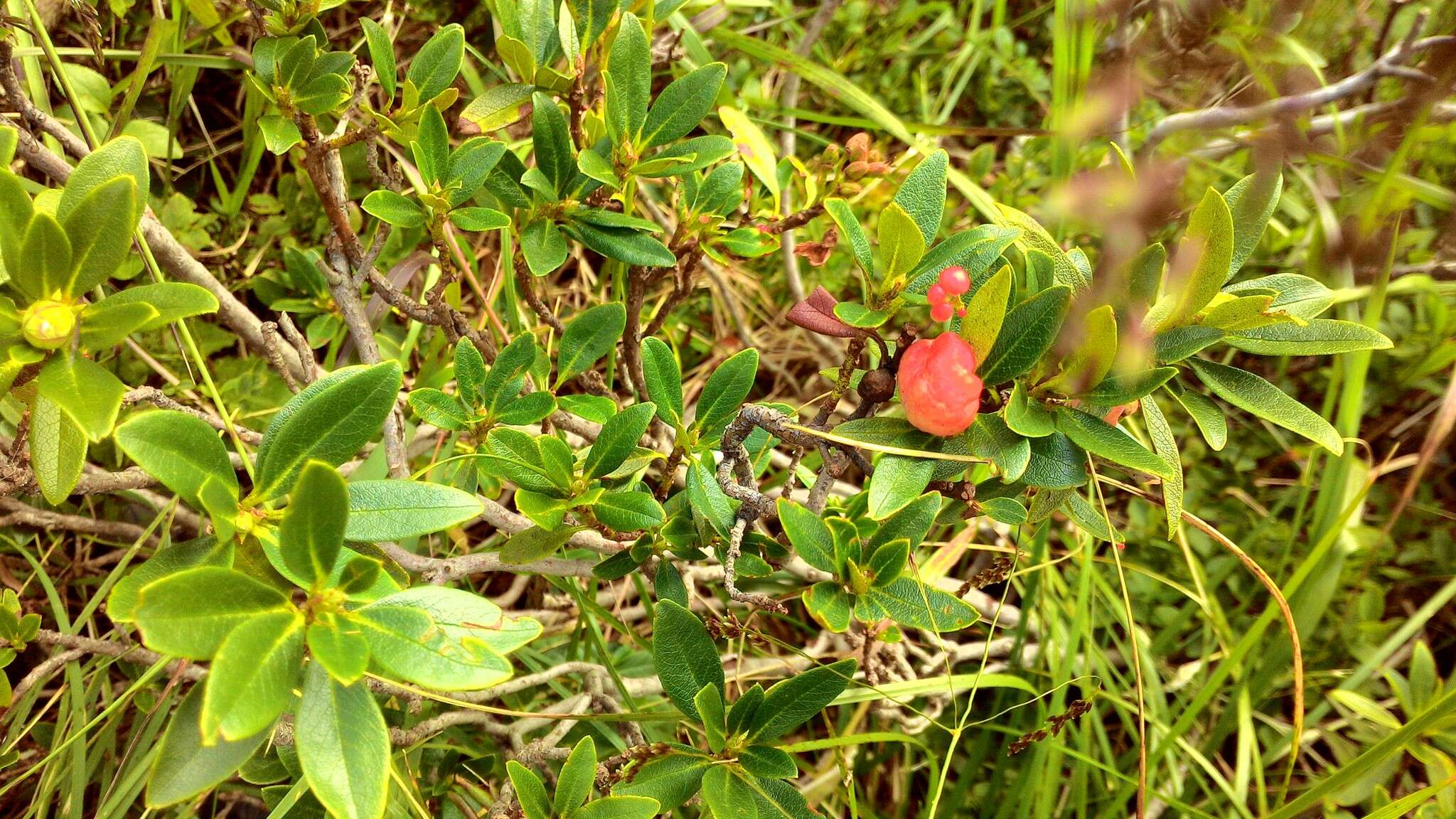 Exobasidium rhododendri (Fuckel) C. E. Cramer 1874 resmi