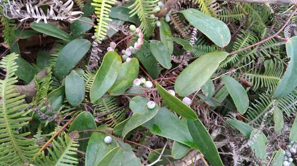 Image de Smilax glabra Roxb.