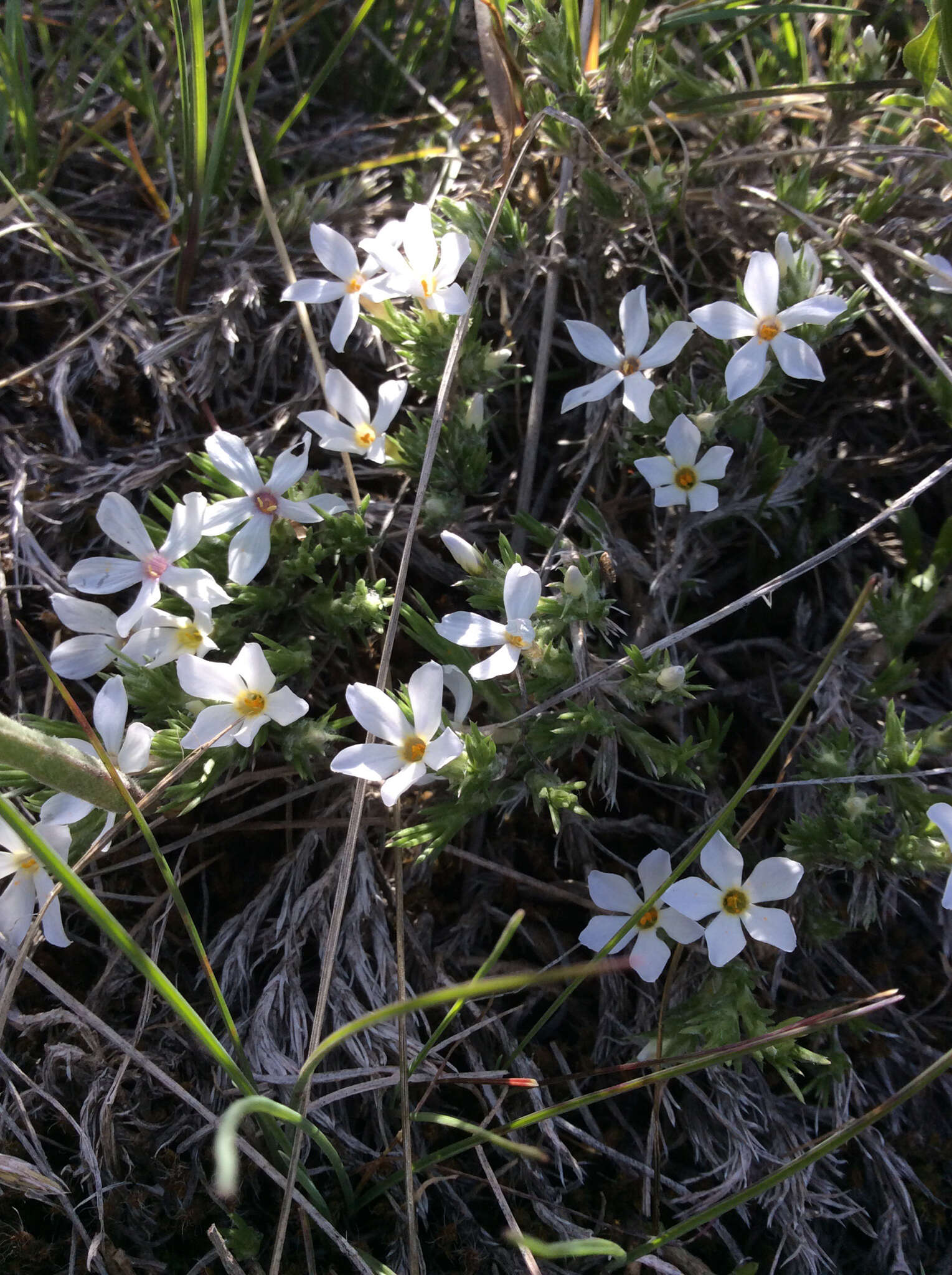 Imagem de Phlox hoodii Richards.