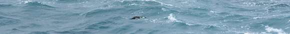 Image of Black-faced Cormorant