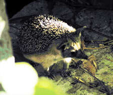 Image of Steppe Hedgehogs