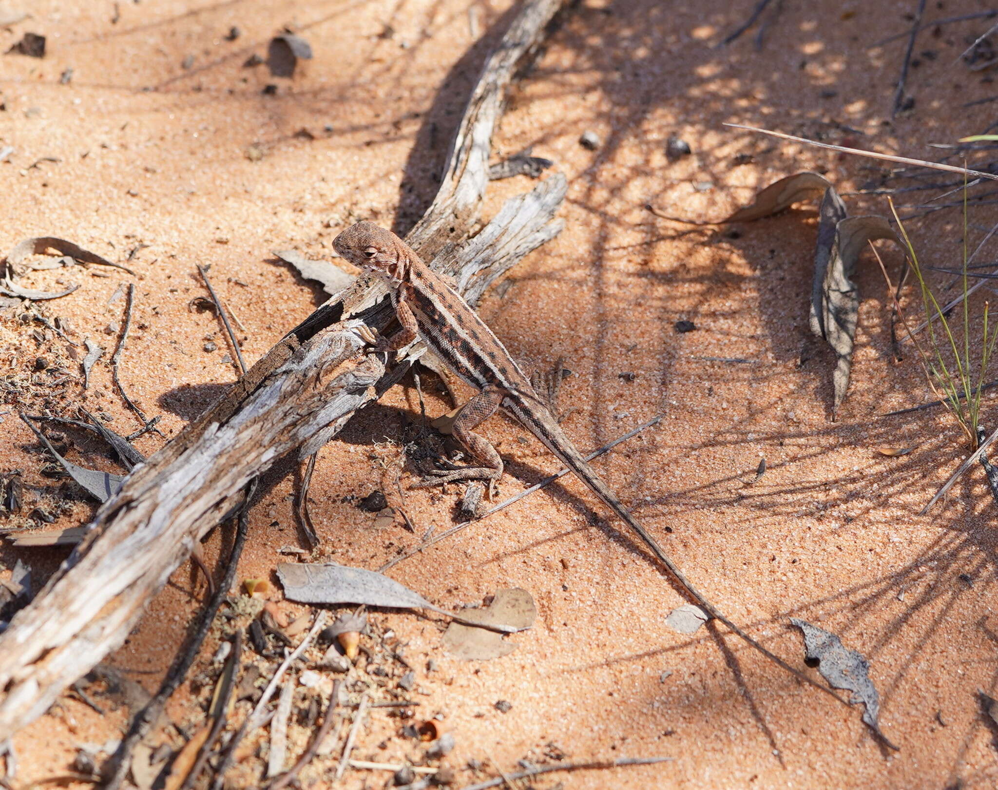 Ctenophorus fordi (Storr 1965) resmi