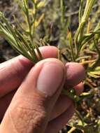 Image of pink cudweed