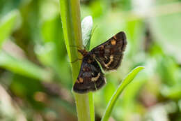 Image of Pyrausta porphyralis Schiffermüller 1775