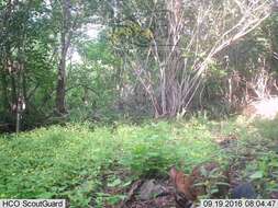 Image of Mexican Cottontail