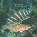 Image of Rosy parrotfish