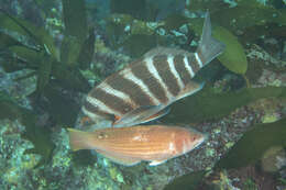 Image of Rosy parrotfish