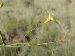 Imagem de Xenostegia tridentata subsp. angustifolia (Jacq.) J. Lejoly & S. Lisowski