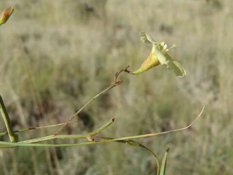 Image of Xenostegia tridentata subsp. angustifolia (Jacq.) J. Lejoly & S. Lisowski