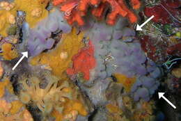 Image of flesh sponge