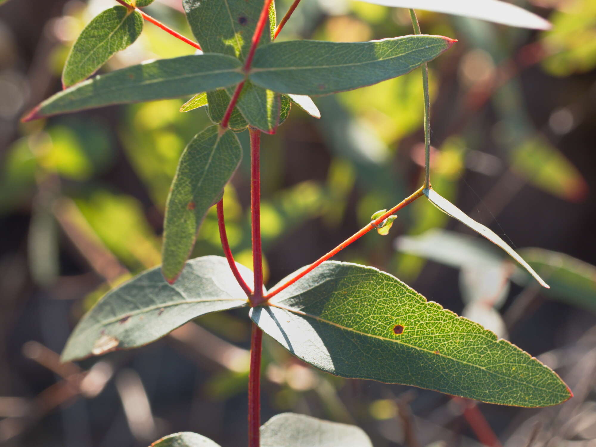 Image of Eucalyptus viminalis subsp. viminalis