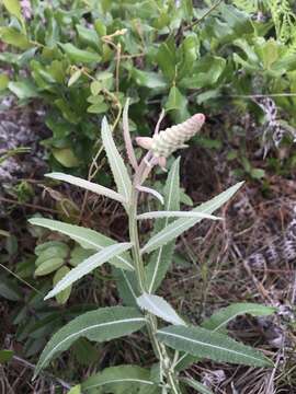 Image of dense-spike blackroot