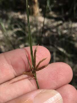 Image of Cyperus bulbosus Vahl