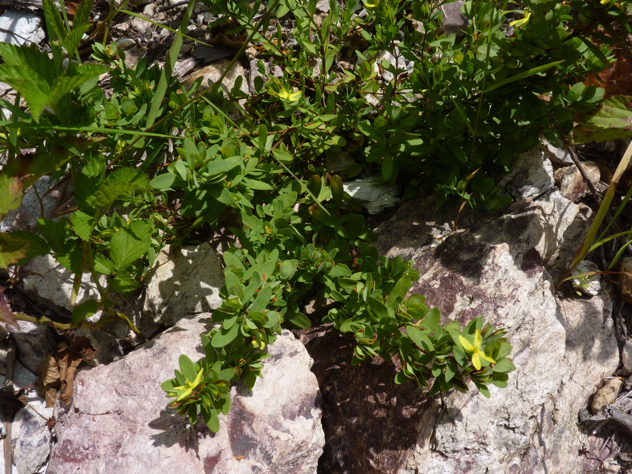 Imagem de Hypericum hypericoides subsp. multicaule (Michaux ex Willd.) N. K. B. Robson