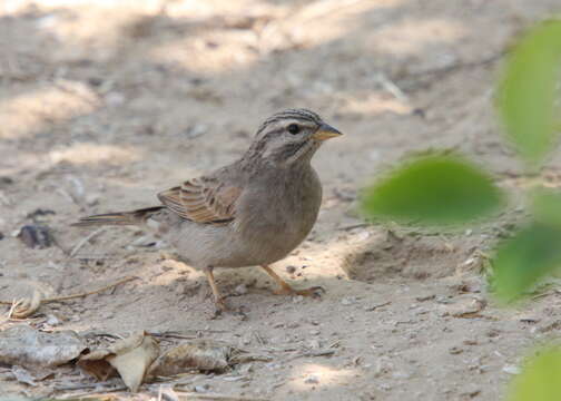 Image of House Bunting