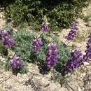 Image of silver lupine