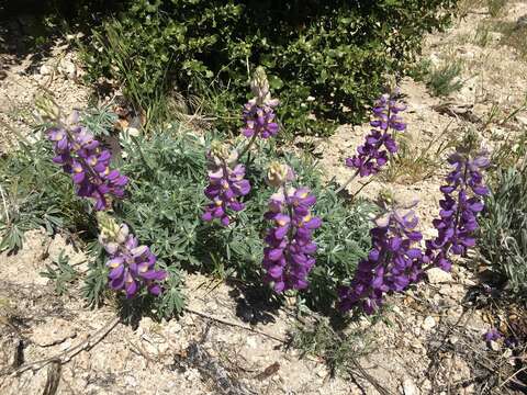 Plancia ëd Lupinus albifrons var. collinus Greene