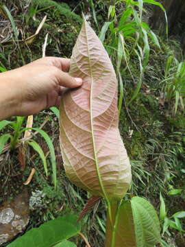 Image de Alchornea anamariae Secco