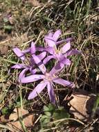 Image of Colchicum bulbocodium Ker Gawl.