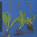 Image of Mexican plantain