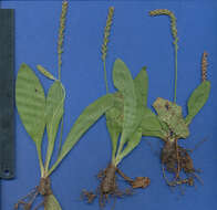 Image of Mexican plantain