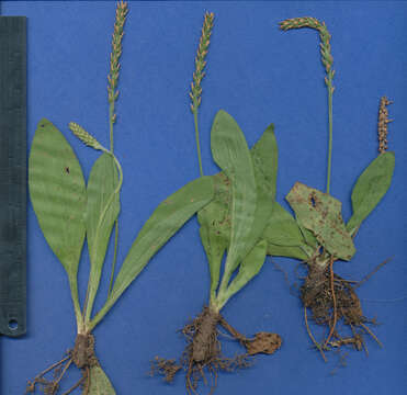 Image of Mexican plantain