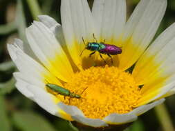 Image of Pasture Splendour Beetle