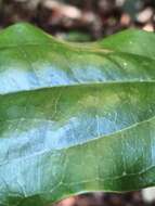 Image of Ripogonum album R. Br.