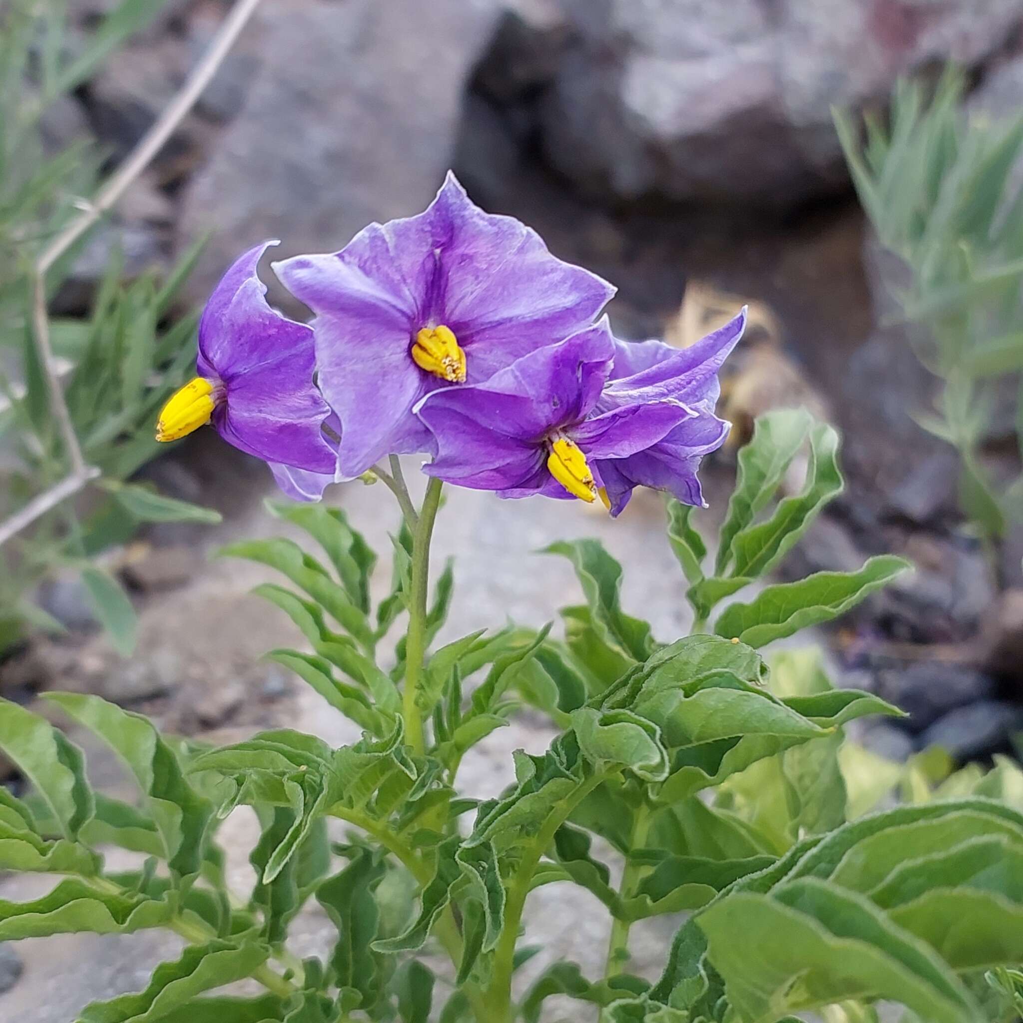 Image of Solanum etuberosum Lindl.