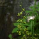 Image of downy alumroot