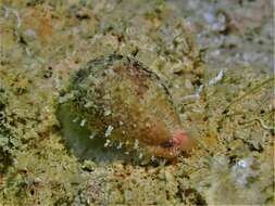 Image of Walker's Cowry