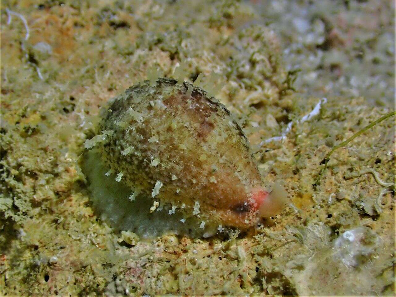 Image of Walker's Cowry