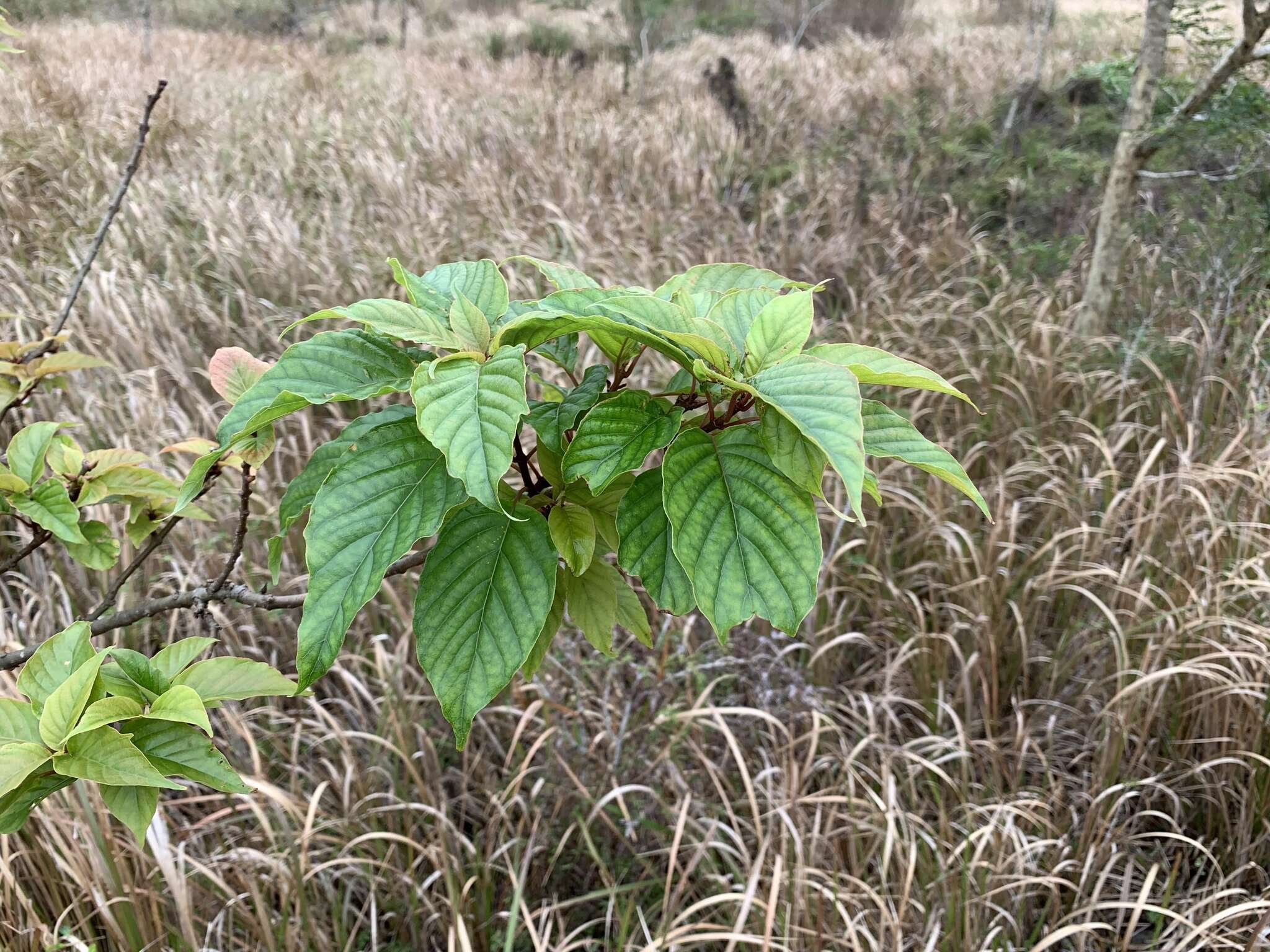 Sinoadina racemosa (Siebold & Zucc.) Ridsdale resmi