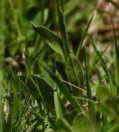 Слика од Asteropsis megapotamica (Spreng.) Marchesi