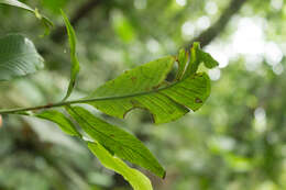 Image of Asplenium pearcei Bak.