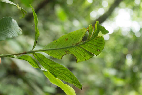 Image of Asplenium pearcei Bak.