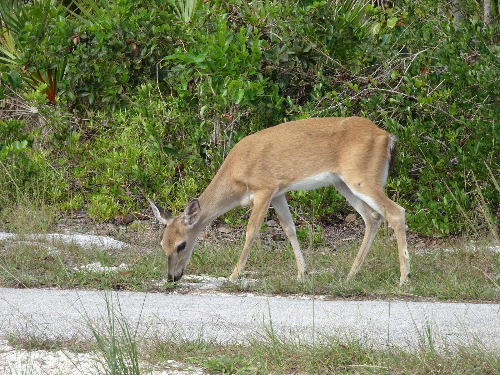 Image of Key deer