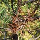 Image of Pinus uncinata subsp. uncinata