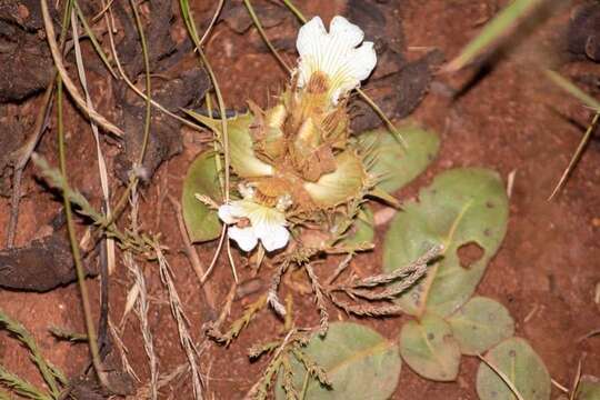 Plancia ëd Blepharis stainbankiae C. B. Cl.