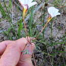 Imagem de Oxalis argyrophylla Salter