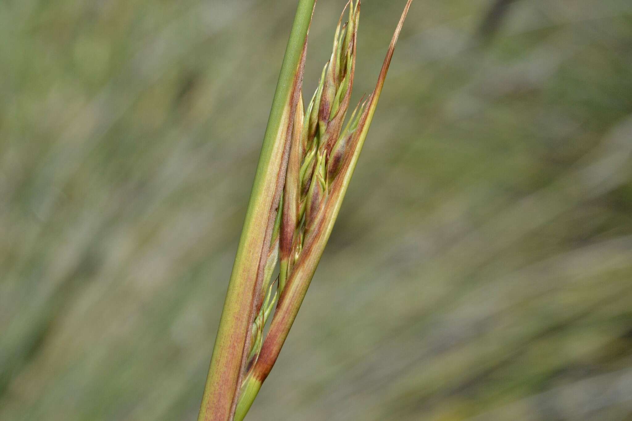 Imagem de Neesenbeckia punctoria (Vahl) Levyns