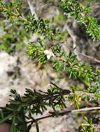 Image de Boronia alulata Soland. ex Benth.