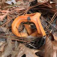 Image of column stinkhorn