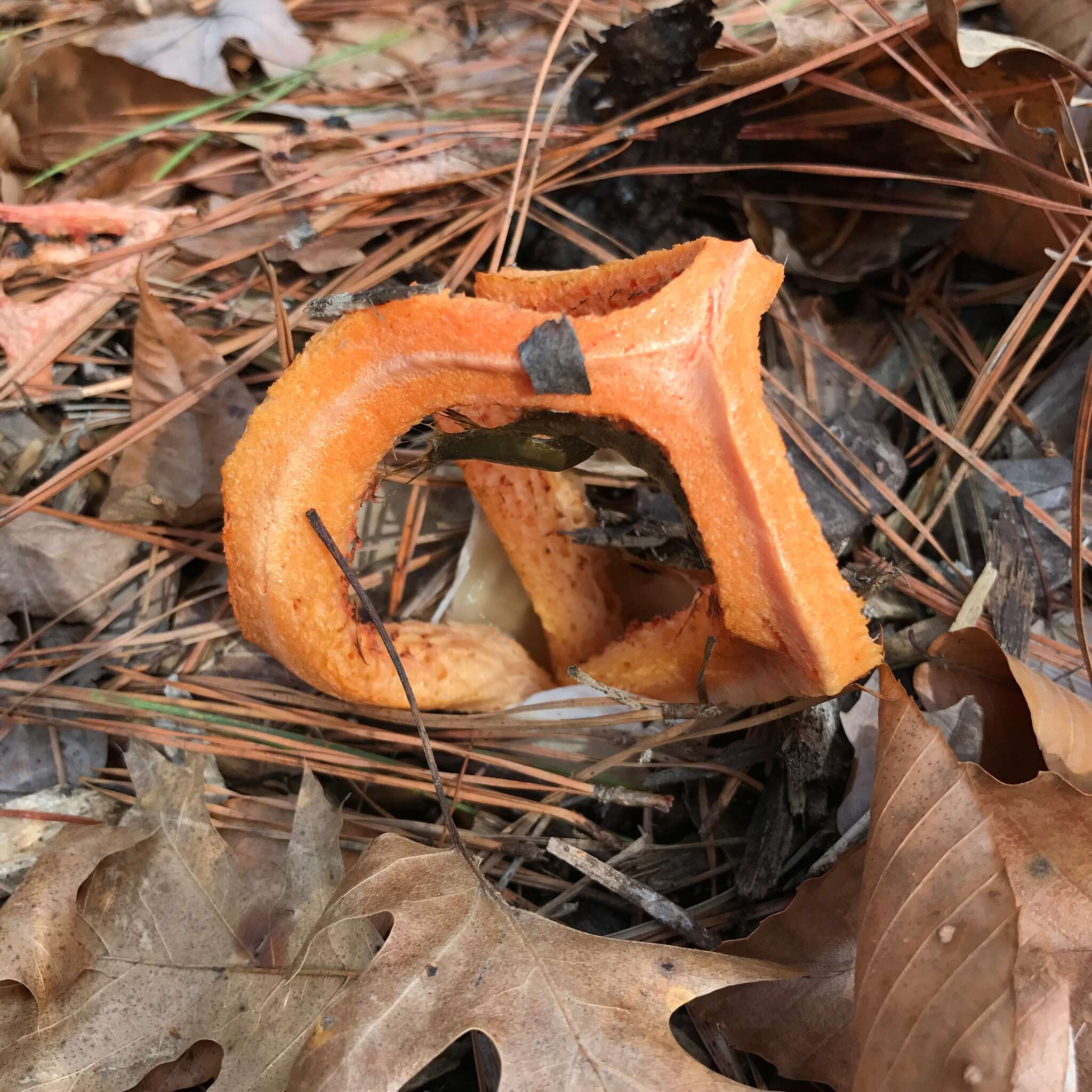 Imagem de Clathrus columnatus Bosc 1811