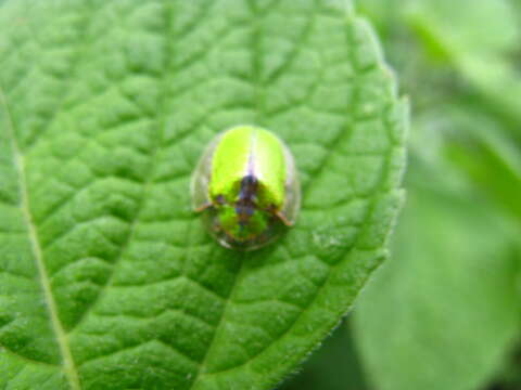 Слика од Physonota citrina Boheman 1854