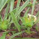 Image of Crabbea angustifolia Nees